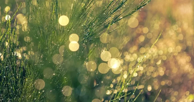 conservacao sem erros escolha certa