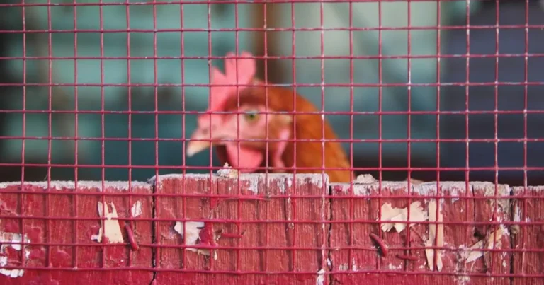 blindagem moderna sua casa segura com cercas eletricas