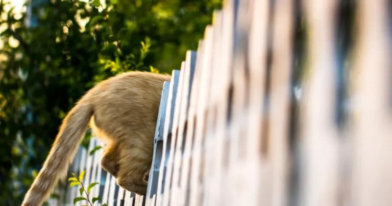 escolha segura cerca eletrica ou concertina