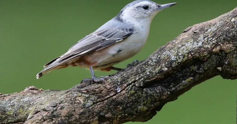 interfone quebrado em juiz de fora solucao aqui