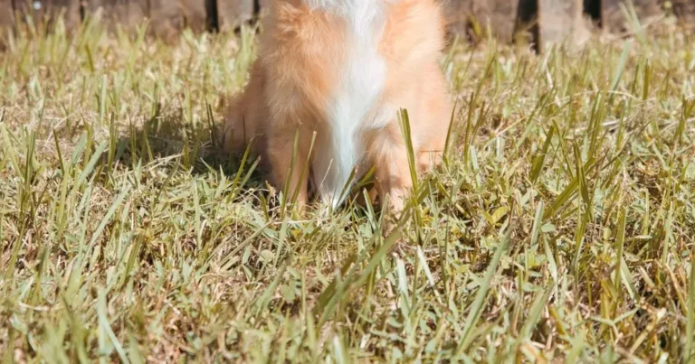 seguranca maxima proteja se da cerca eletrica