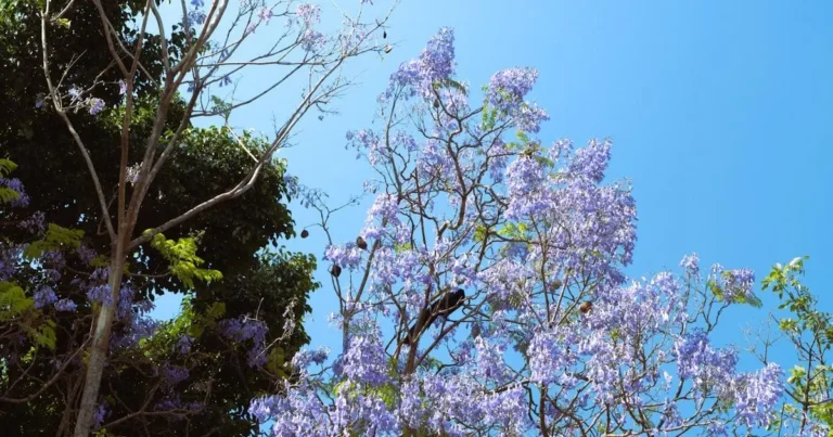 sol engarrafado seus dias de luz sem fim