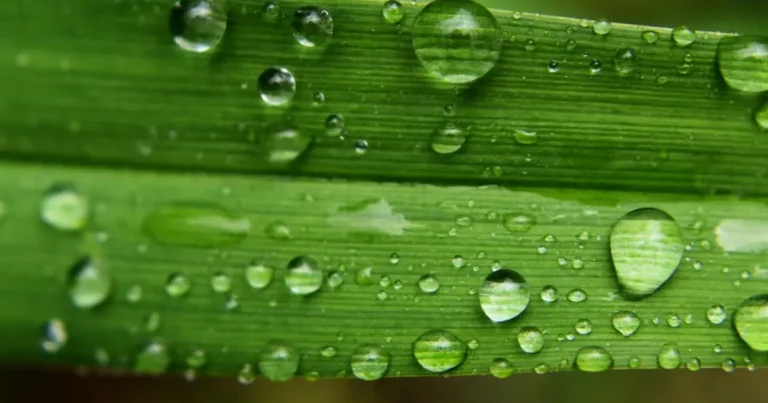 verde em voga jardins de juiz de fora